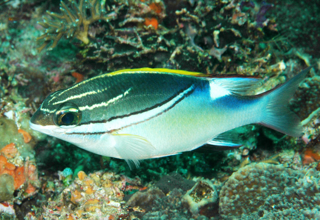 (Scolopsis Cuvier, 1815) Род СКОЛОПСЫ 16 видов